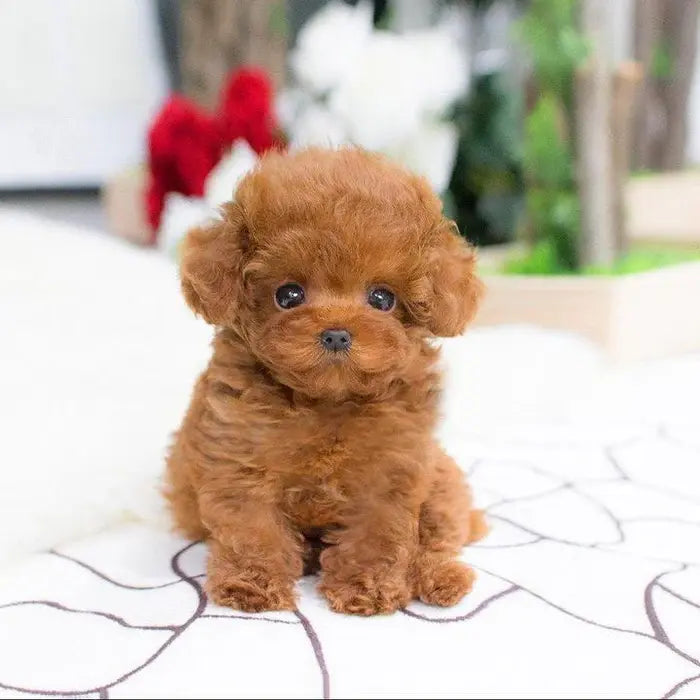 Lifelike Plush Puppy with Weighted Fill and Sculpted Details, 14-Inch Display Companion Avento Goods