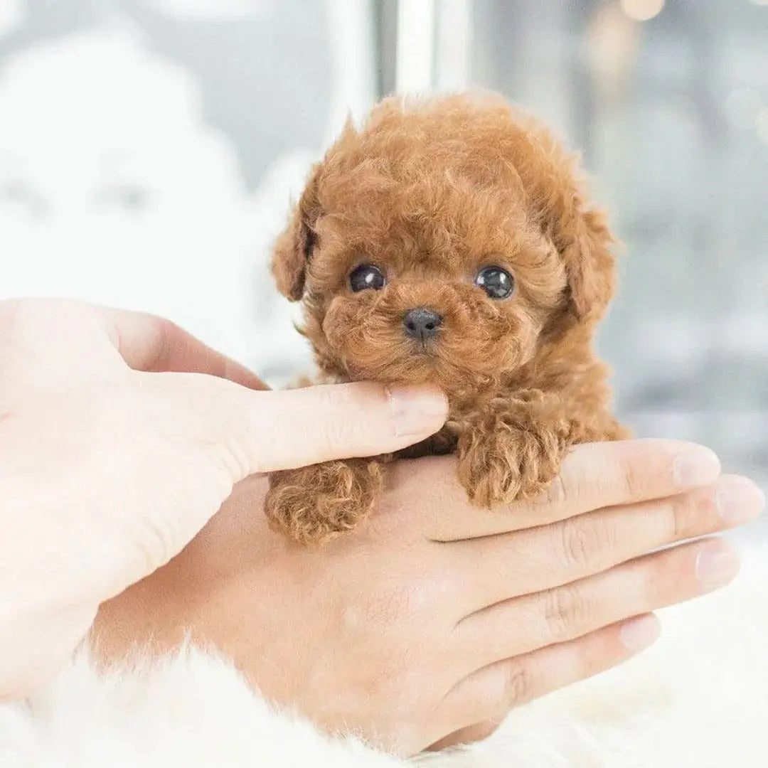 Interactive Robotic Puppy with Voice and Touch Sensors, Realistic Movements, Plush Fur Avento Goods