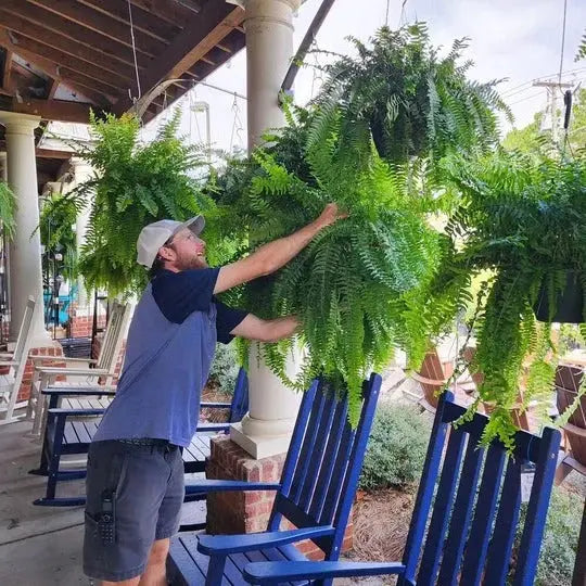 Artificial Boston Fern with UV-Stable Leaves and Flexible Fronds for Porch, Balcony Avento Goods