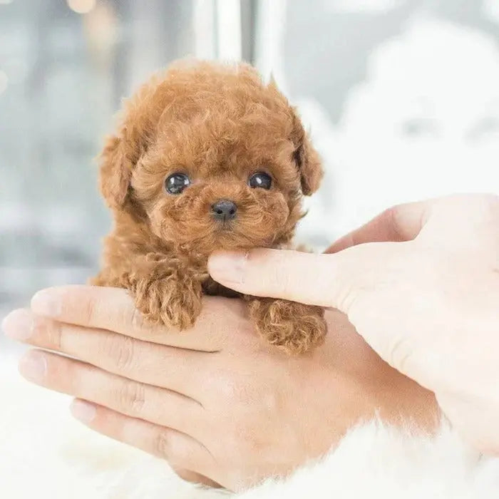 Interactive Robot Puppy Toy with Touch, Voice Response and Realistic Motion Avento Goods