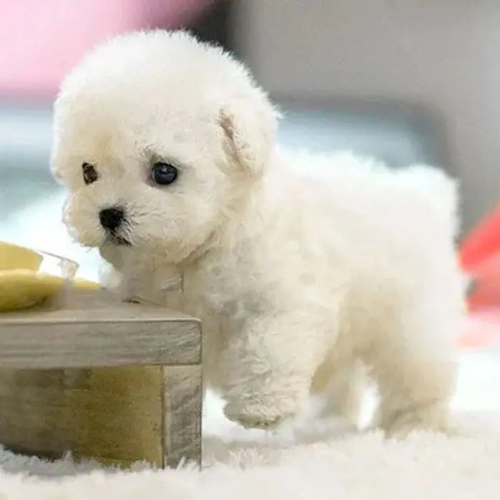 Interactive Robot Puppy Toy with Touch, Voice Response and Realistic Motion Avento Goods