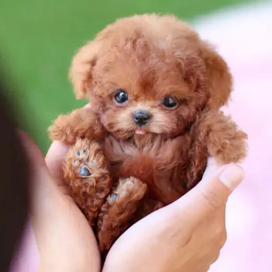 Interactive Robot Puppy Toy with Touch, Voice Response and Realistic Motion Avento Goods