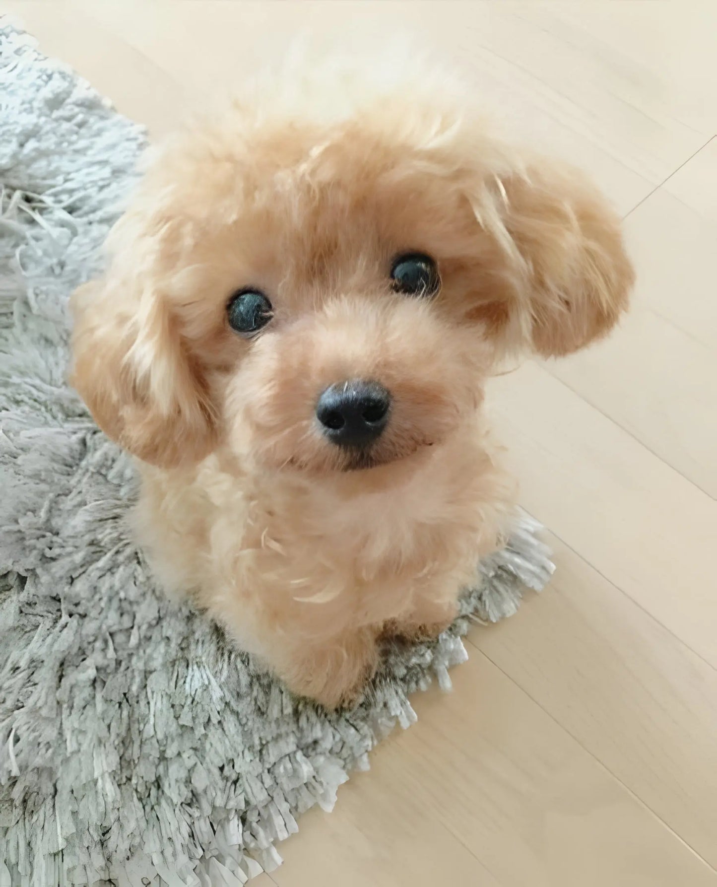 Lifelike Plush Puppy with Weighted Fill and Sculpted Details, 14-Inch Display Companion Avento Goods