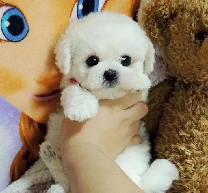 Lifelike Plush Puppy with Weighted Fill and Sculpted Details, 14-Inch Display Companion Avento Goods
